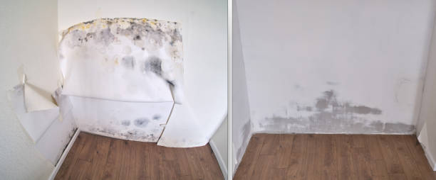 Best Local Mold Removal Service  in Three Points, AZ